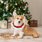 Collar Navideño Mascota